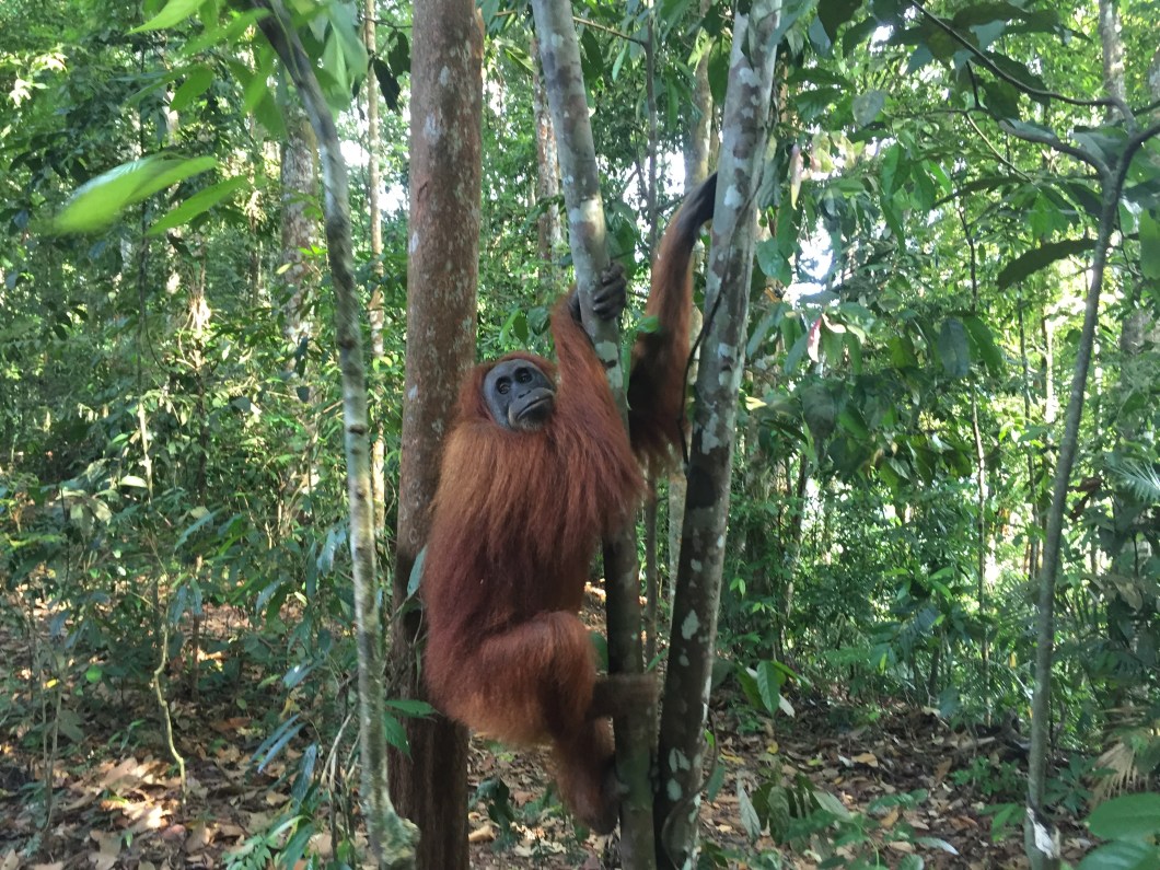 Bukit Lawang 1